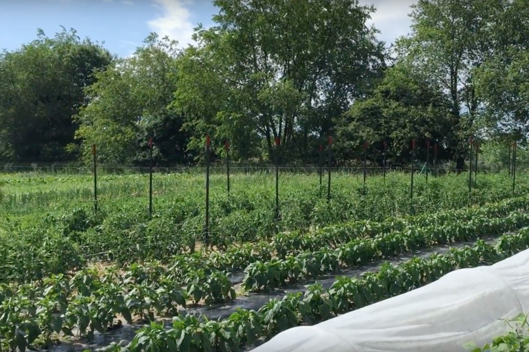 Plainsong Farm - Episcopal Service Corps